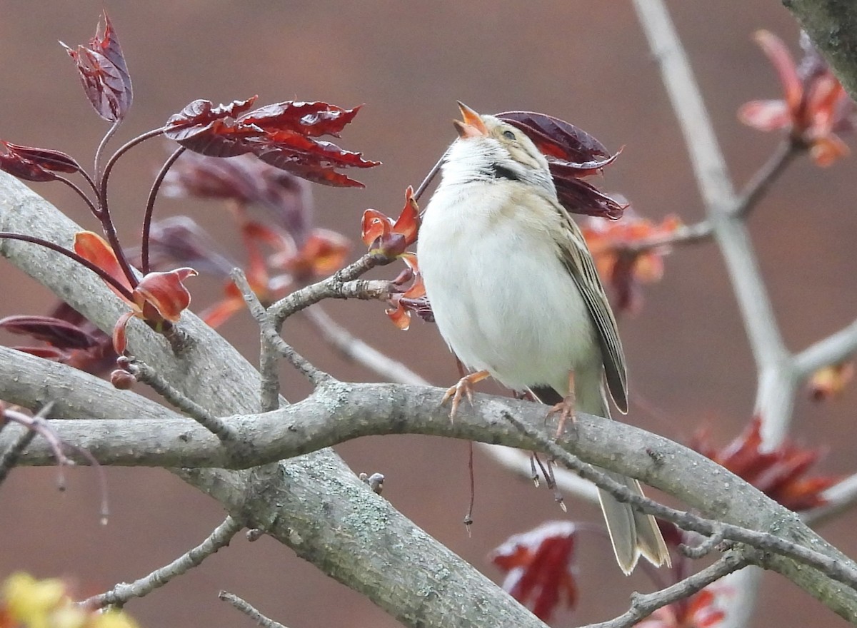 Clay-colored Sparrow - ML618524161