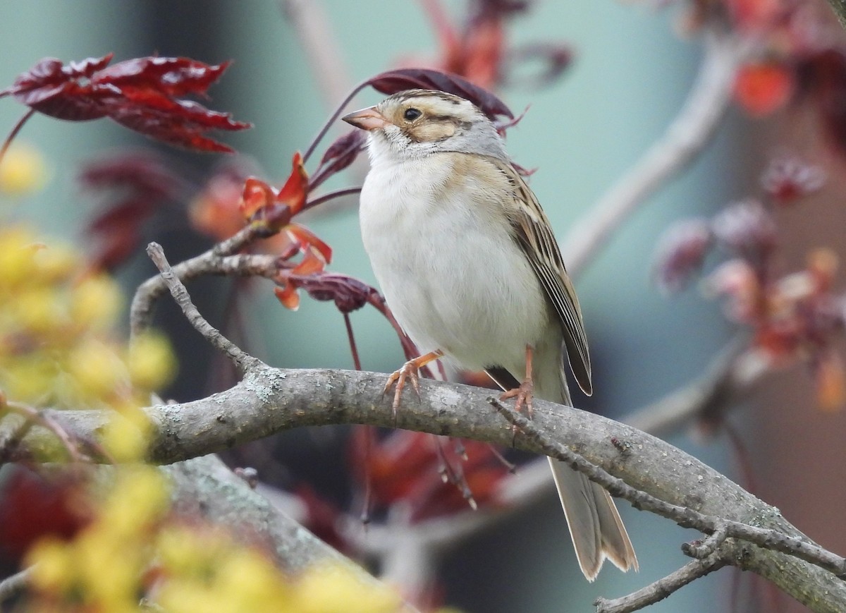 Clay-colored Sparrow - ML618524163