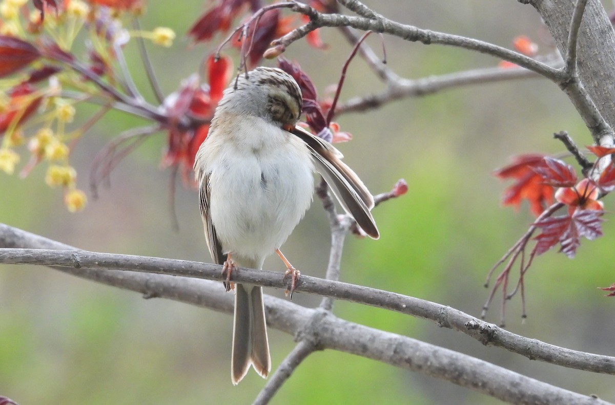 Clay-colored Sparrow - ML618524164