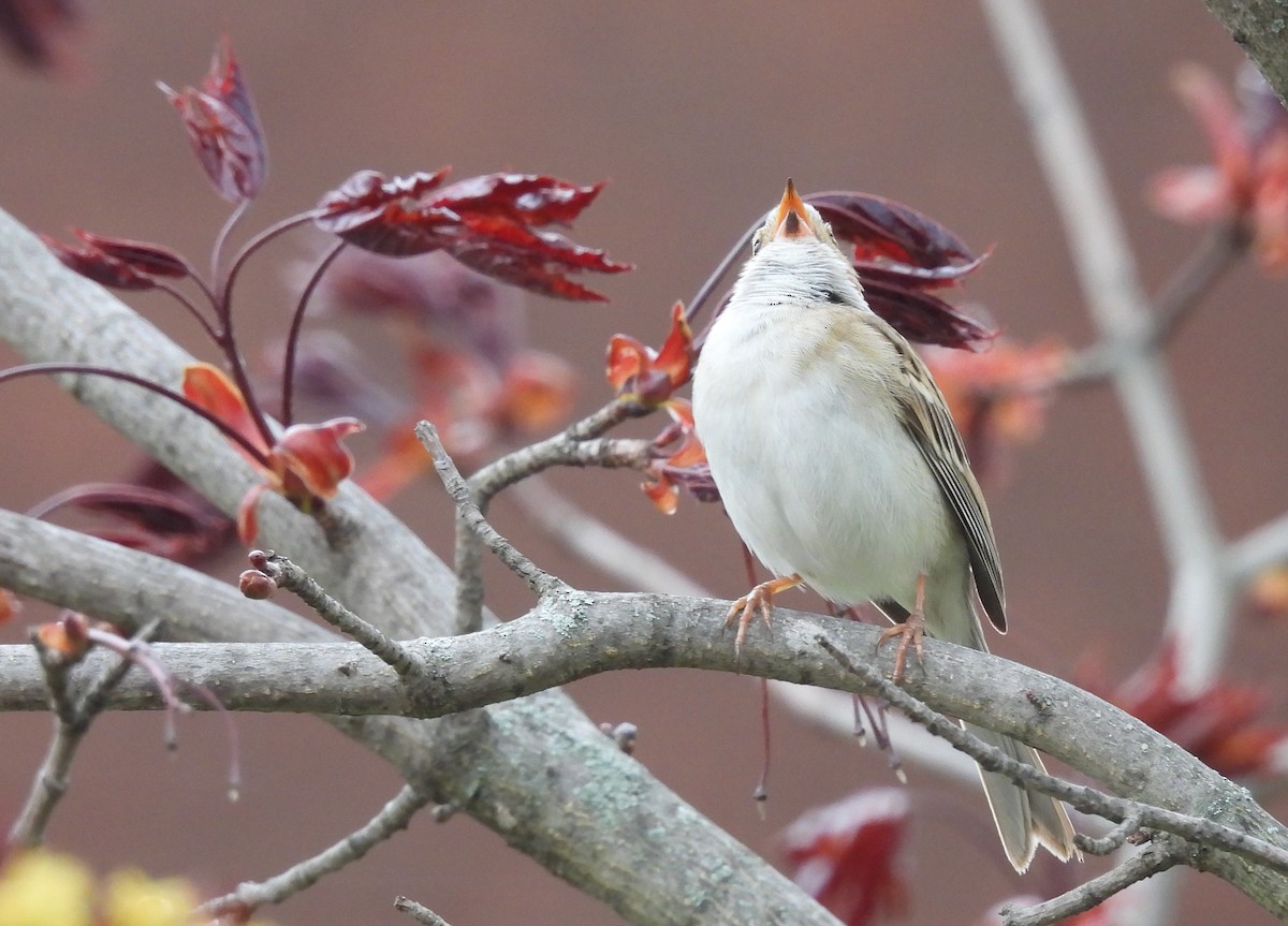 Clay-colored Sparrow - ML618524165