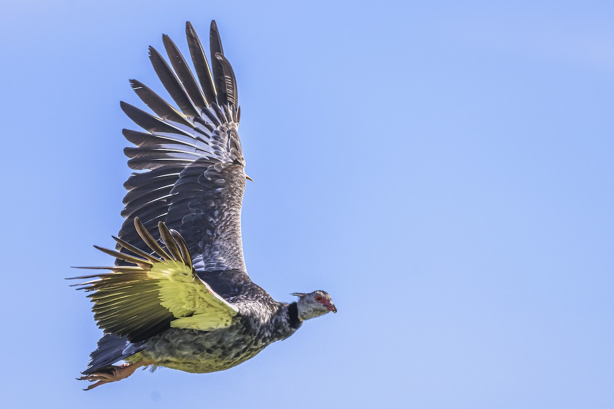 Southern Screamer - Amed Hernández