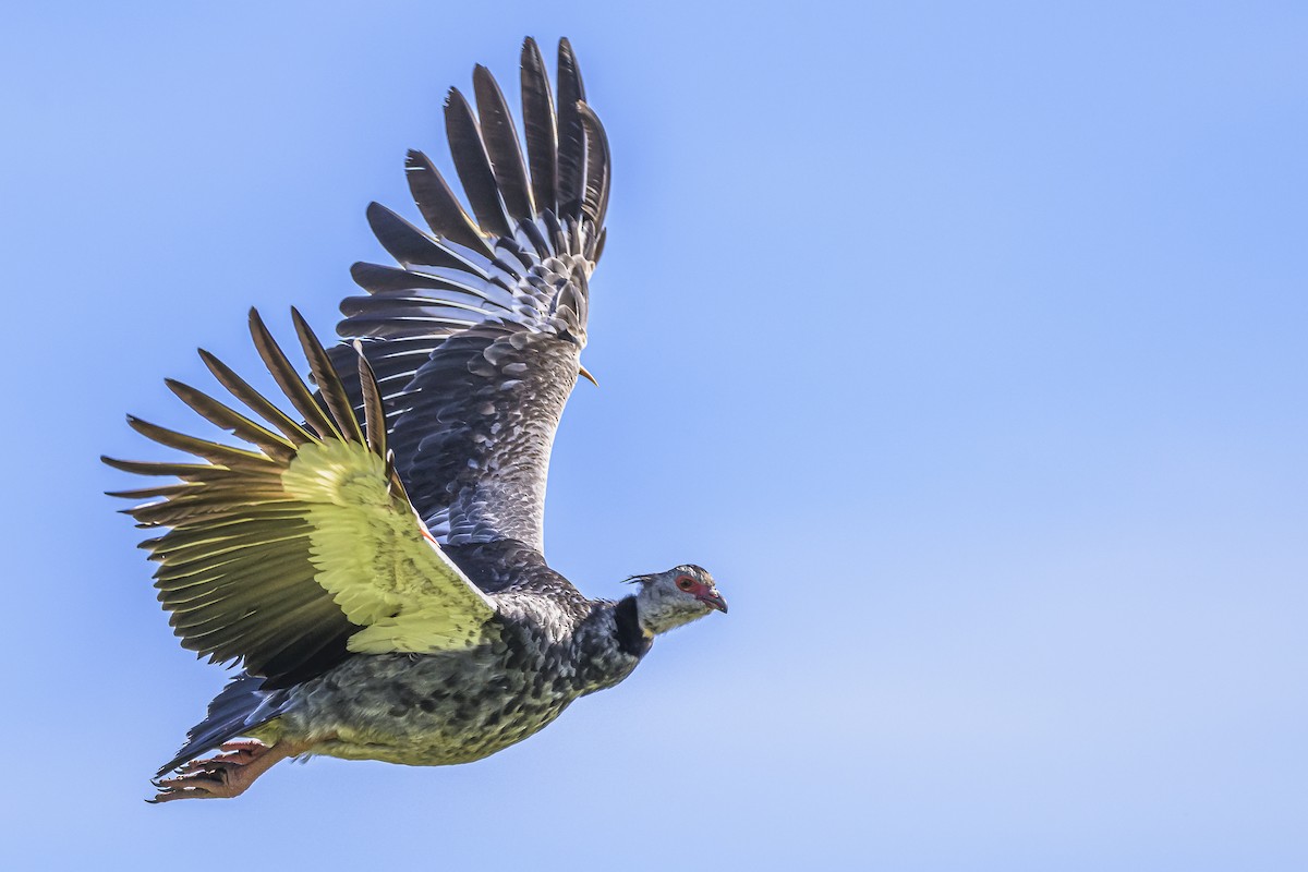 Southern Screamer - ML618524169