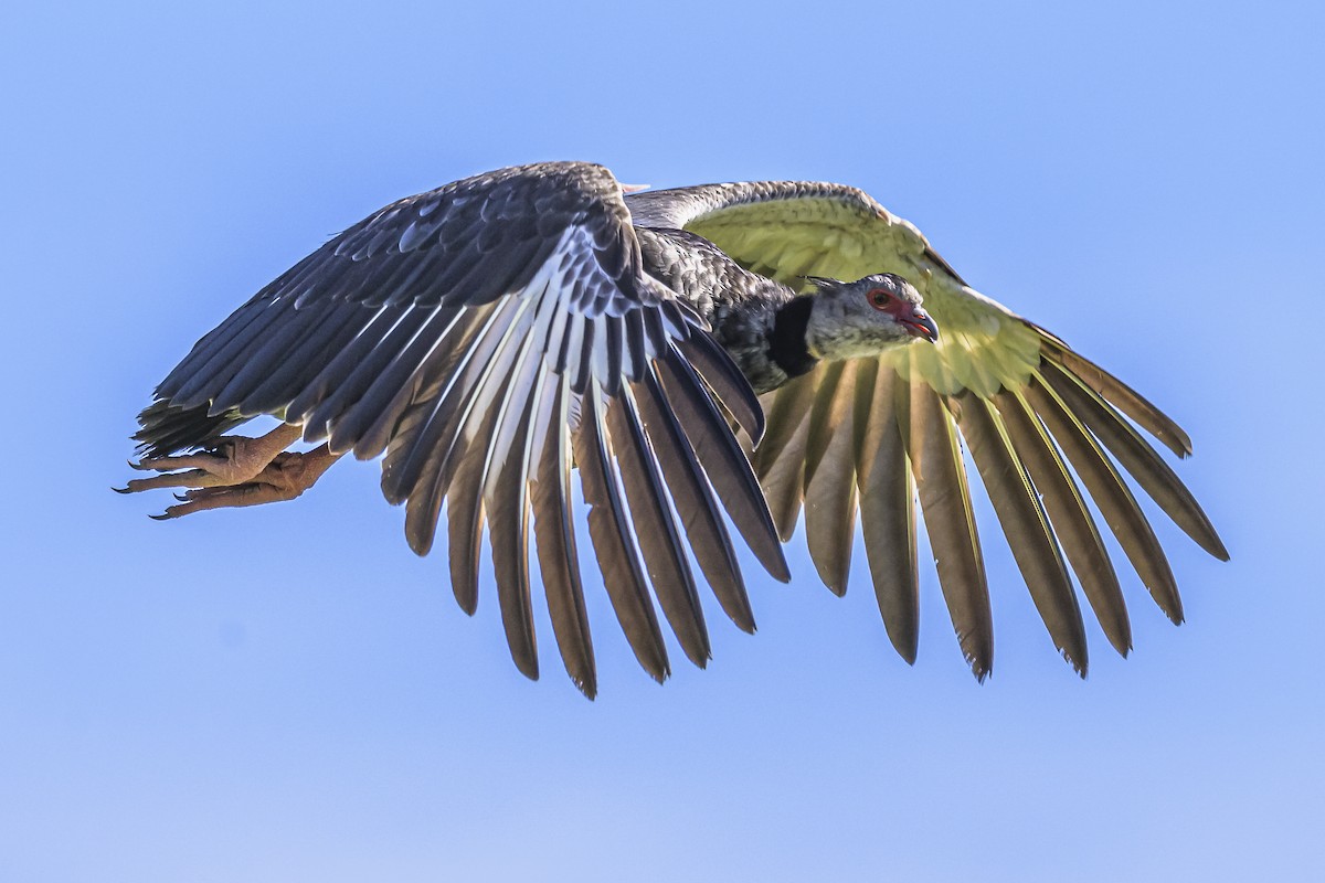 Southern Screamer - ML618524171