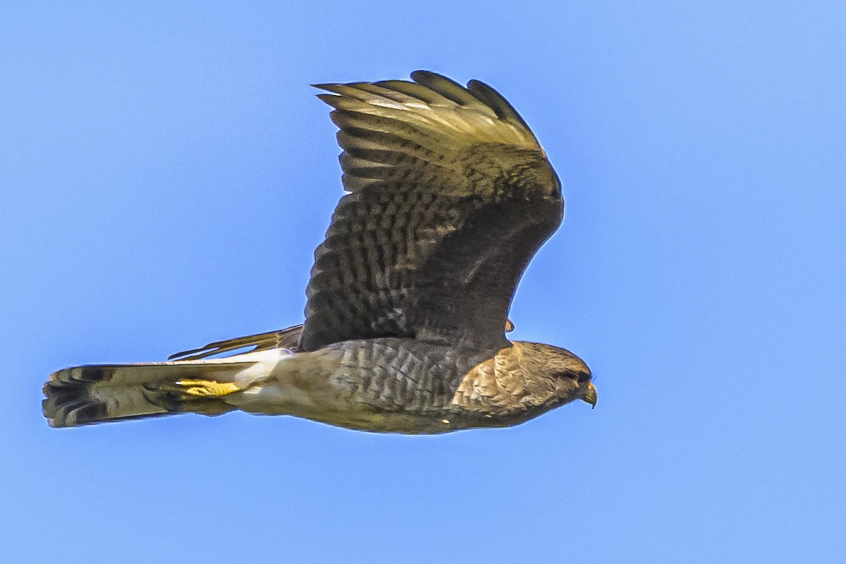 Caracara Chimango - ML618524179