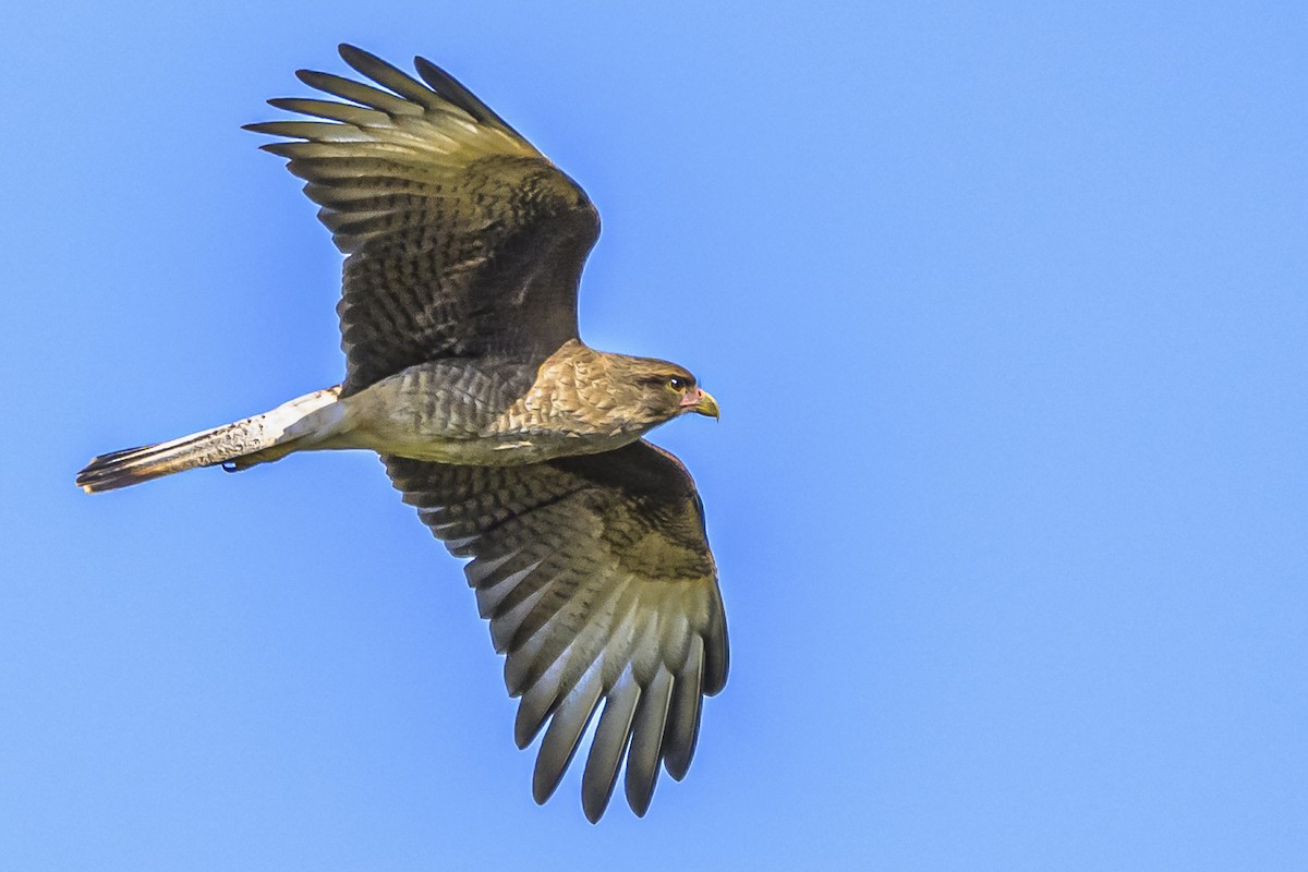 Chimango Caracara - ML618524184