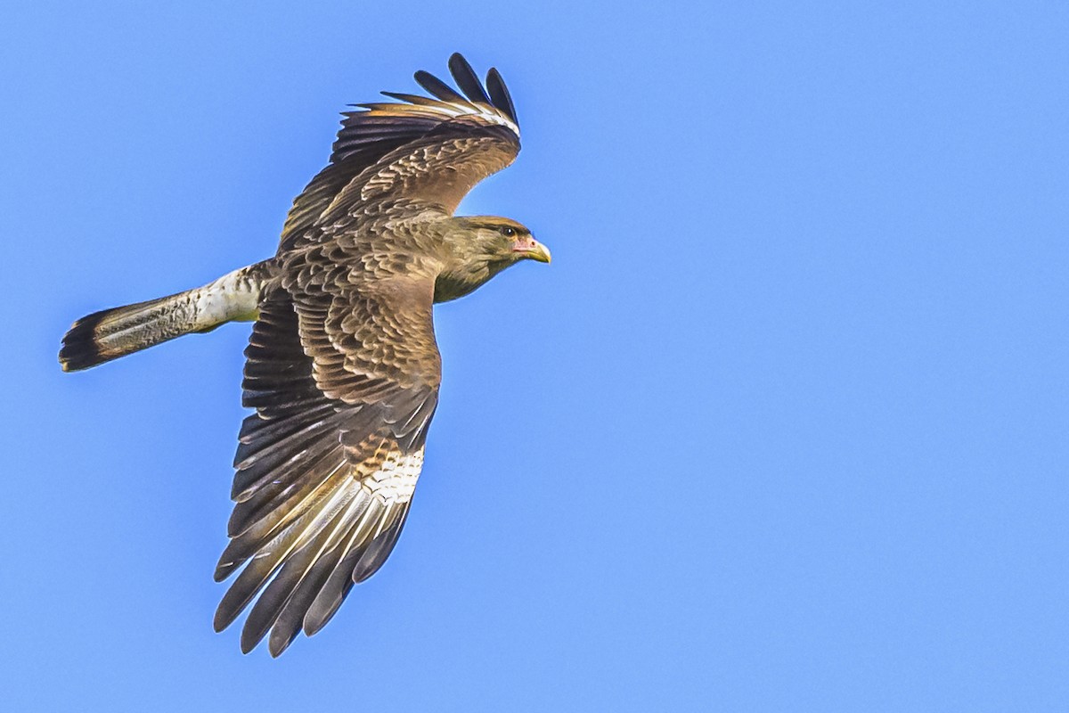 Chimango Caracara - ML618524188