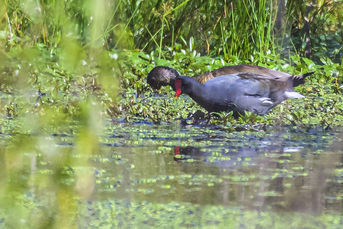 Common Gallinule - ML618524201