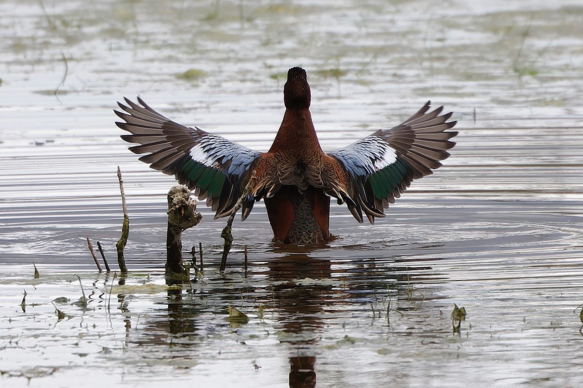 Cinnamon Teal - Eric Barnes