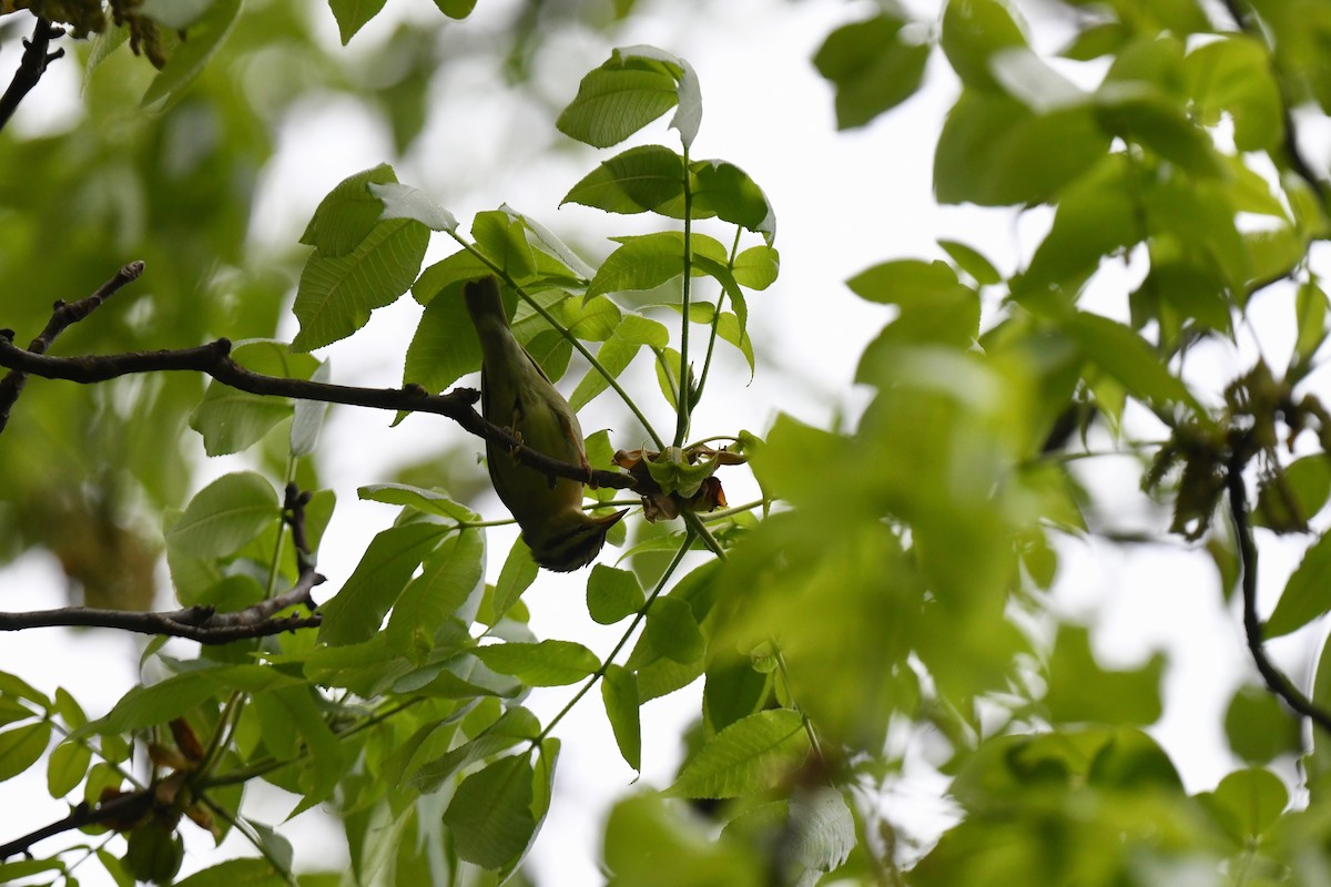 Worm-eating Warbler - joe demko