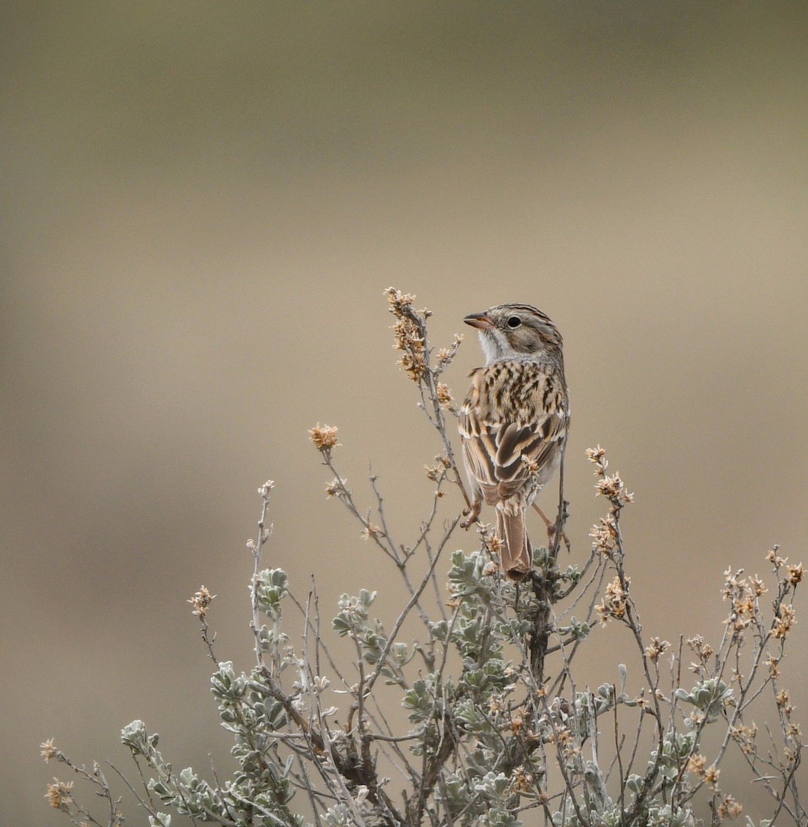 Brewer's Sparrow - Jeff Gardner