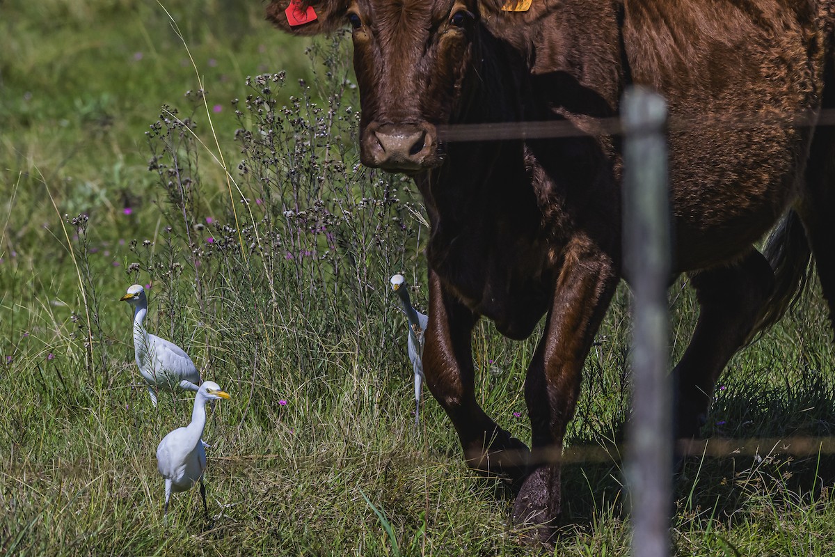 Western Cattle Egret - ML618524219