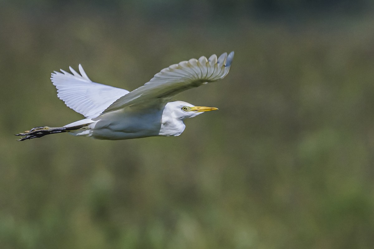 Western Cattle Egret - ML618524229