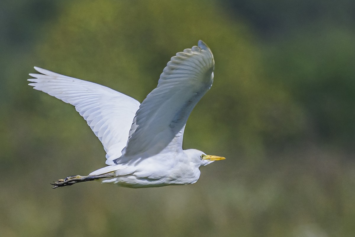 Western Cattle Egret - Amed Hernández