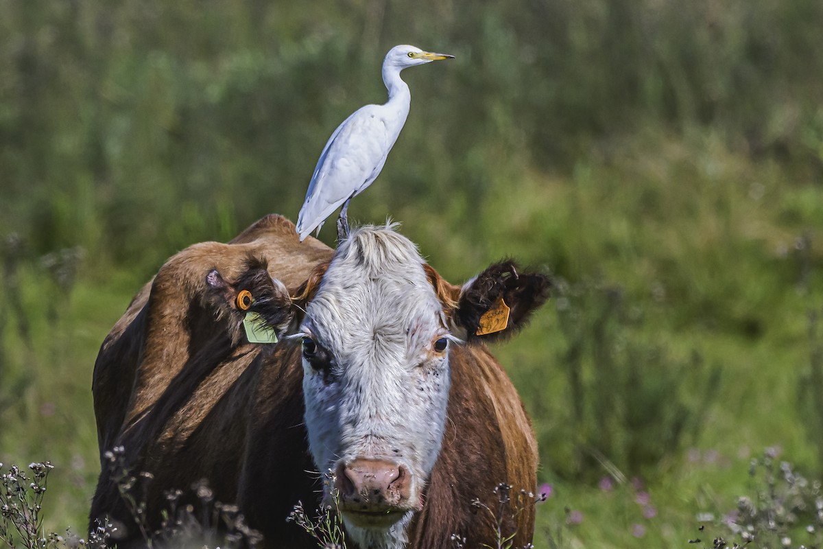 Western Cattle Egret - ML618524235