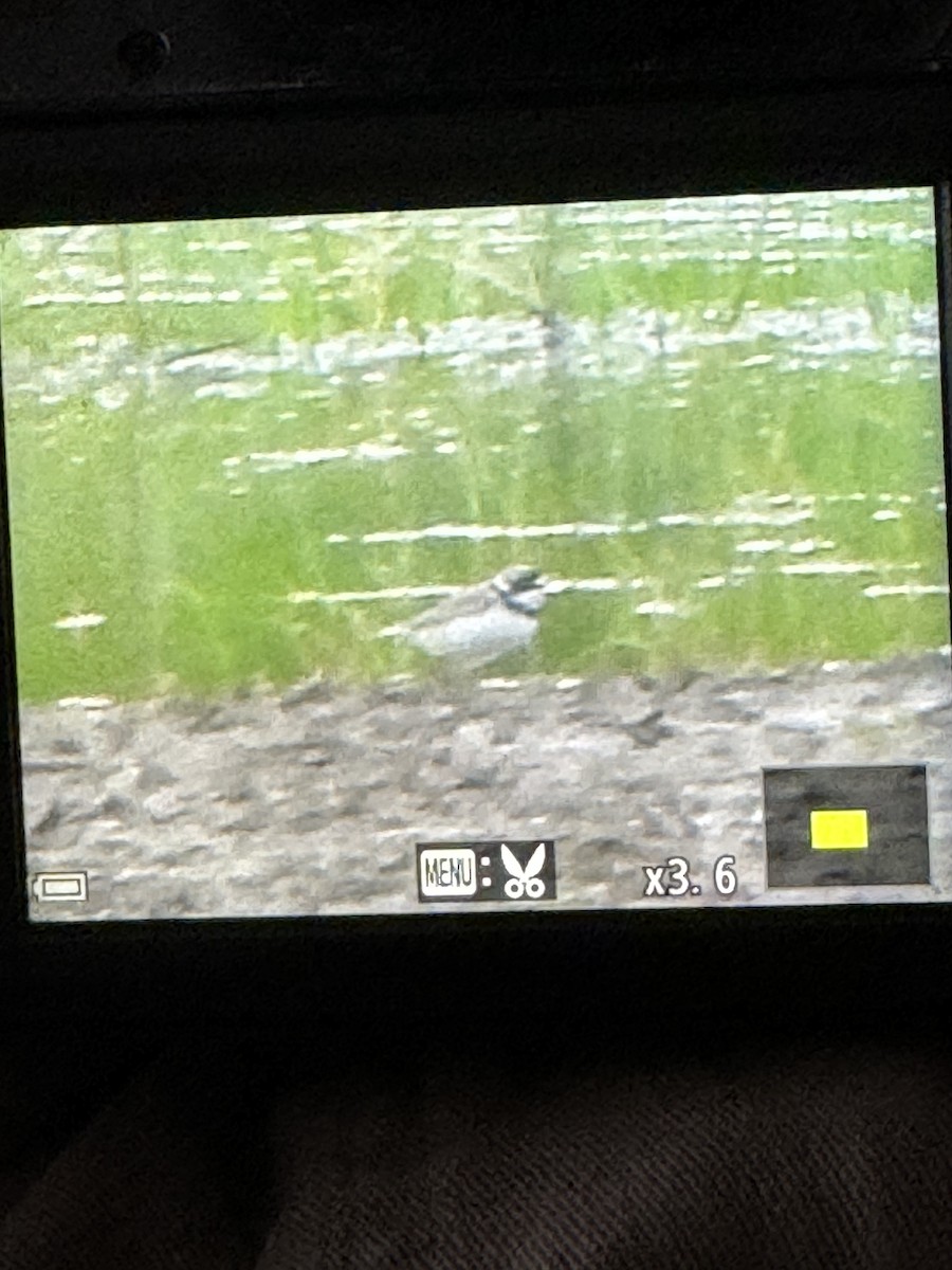 Semipalmated Plover - Jacob Tsikoyak