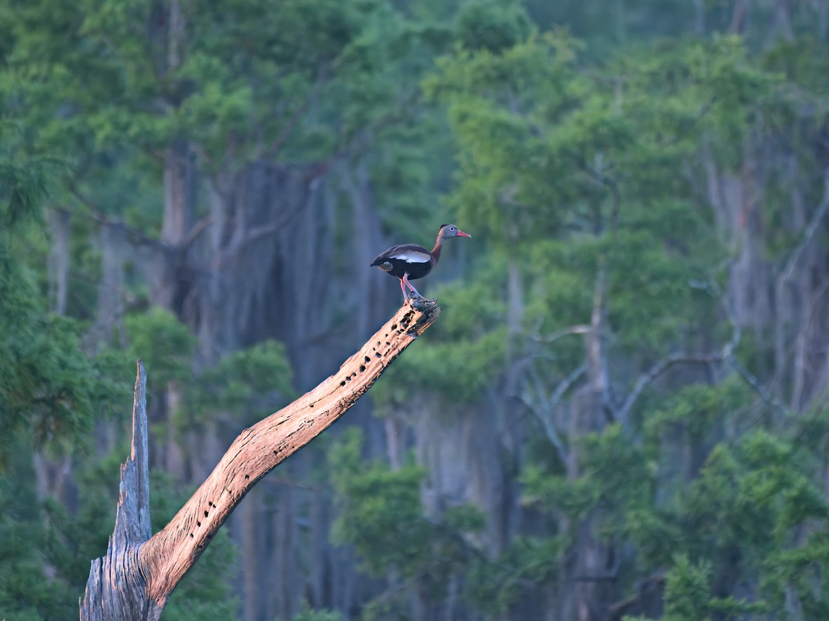 Black-bellied Whistling-Duck - ML618524257