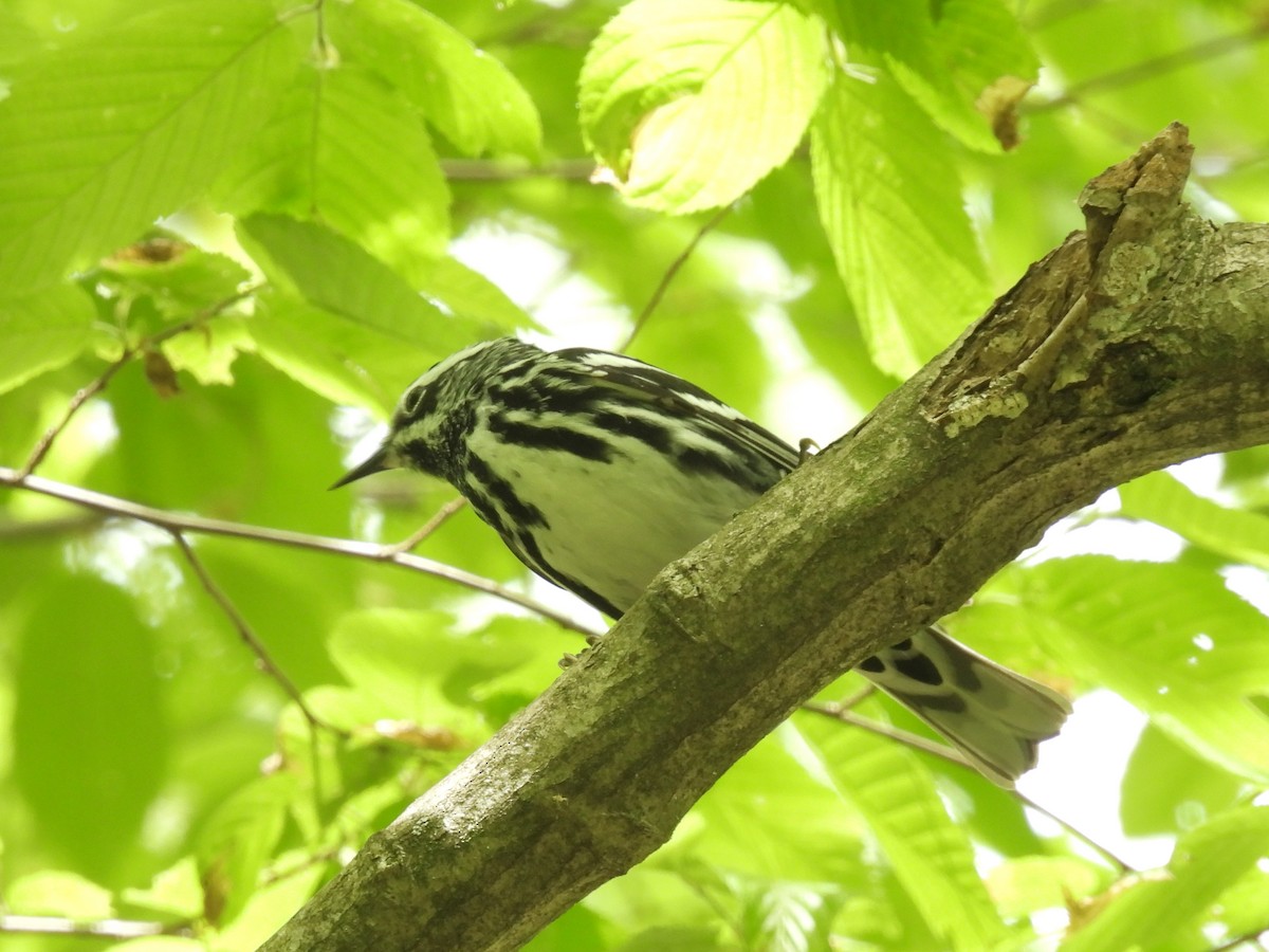 Black-and-white Warbler - Cindy Leffelman