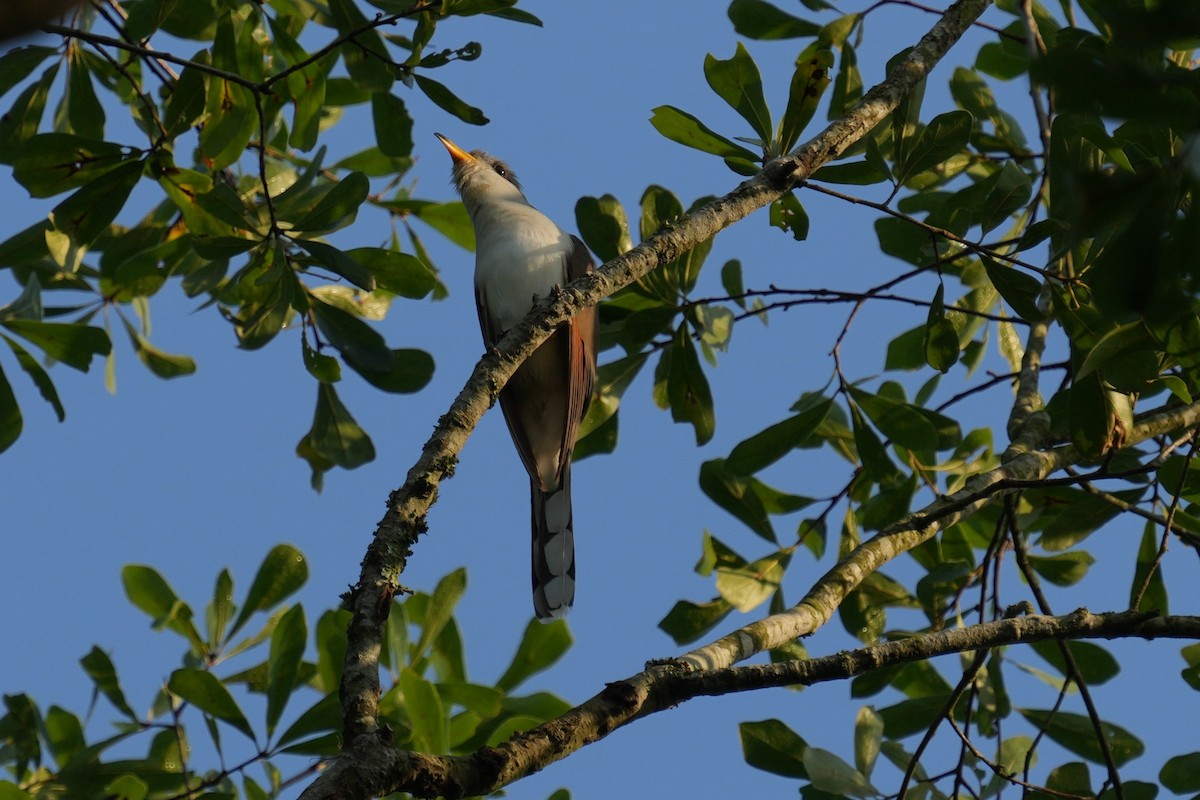 Yellow-billed Cuckoo - Brandon Johnson