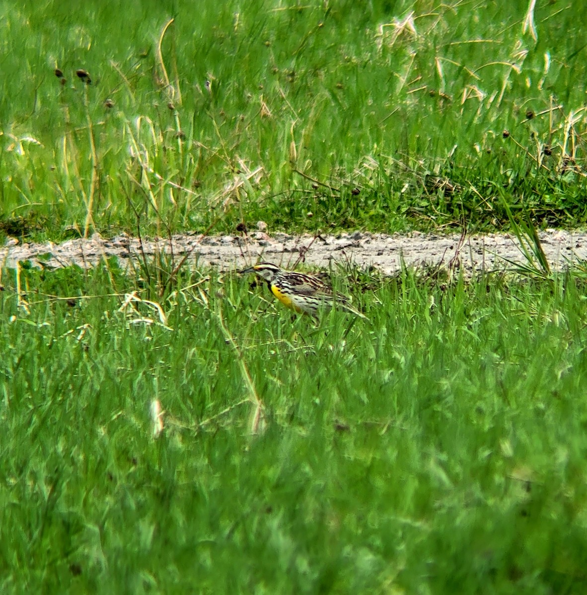 Eastern Meadowlark - Lucas Beaver