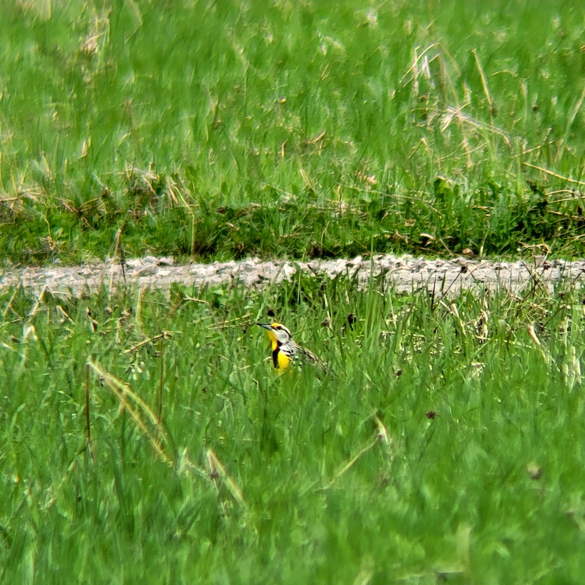 Eastern Meadowlark - Lucas Beaver