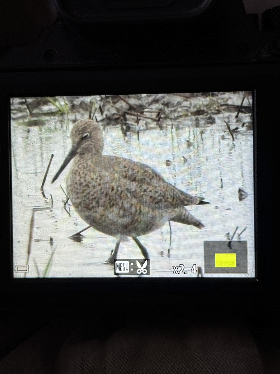 Willet - ML618524277