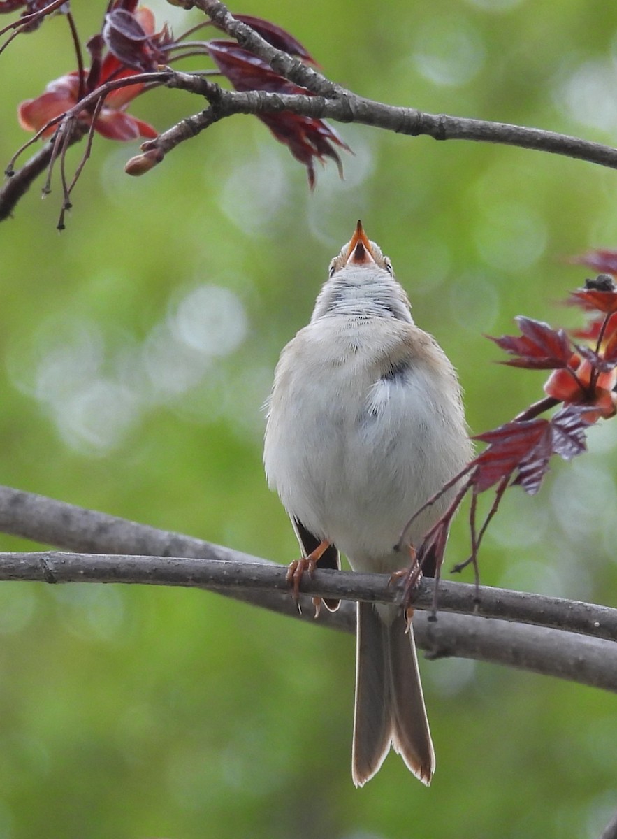 Clay-colored Sparrow - ML618524283