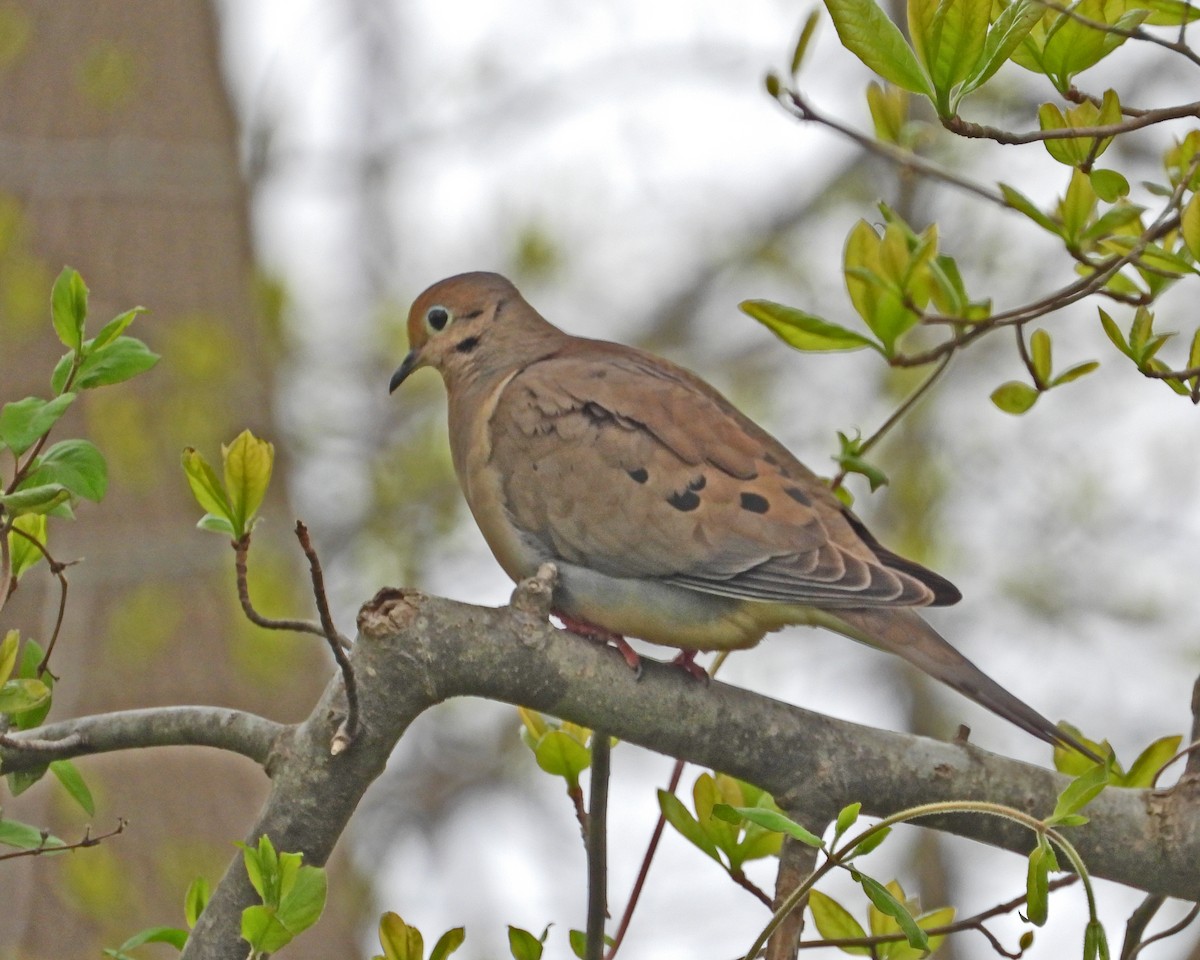 Mourning Dove - ML618524298