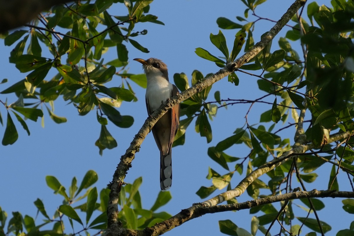 Cuclillo Piquigualdo - ML618524320