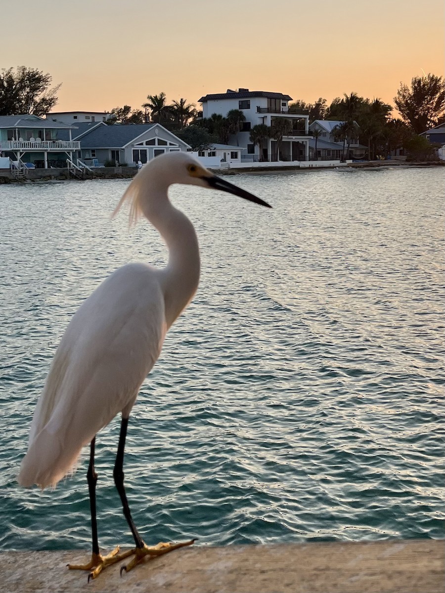 Snowy Egret - ML618524334