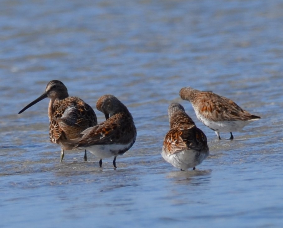 Long-billed Dowitcher - ML618524341