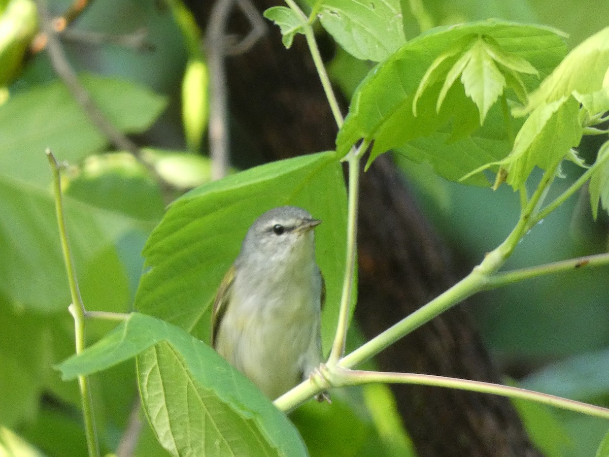 Tennessee Warbler - ML618524354