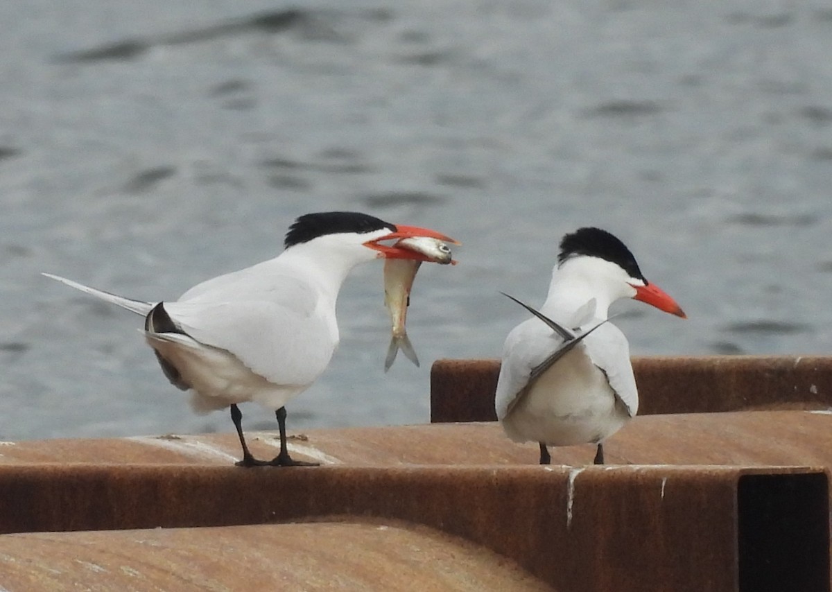 Caspian Tern - ML618524396