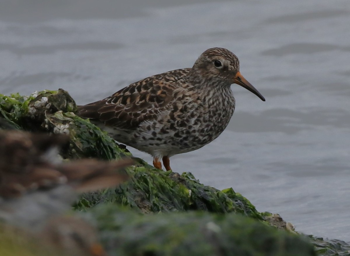 Purple Sandpiper - Eric Yeich