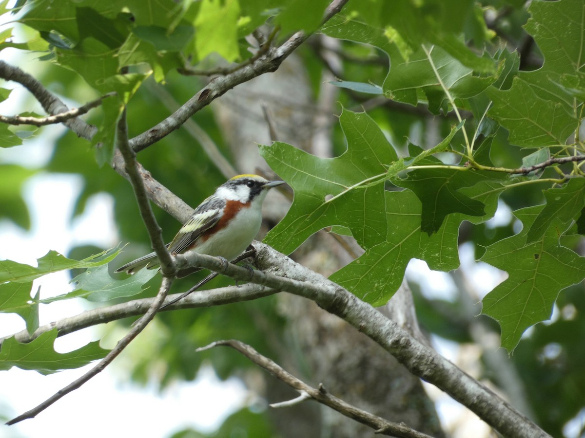 Chestnut-sided Warbler - ML618524435