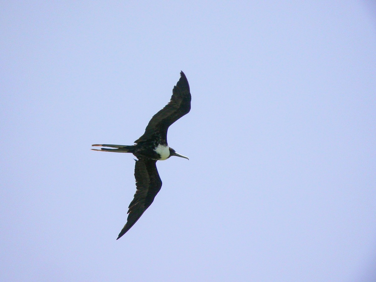 Magnificent Frigatebird - Brennan Mulrooney