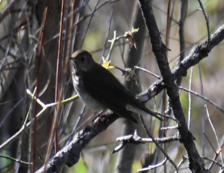 Gray-cheeked Thrush - Deb Muzzy