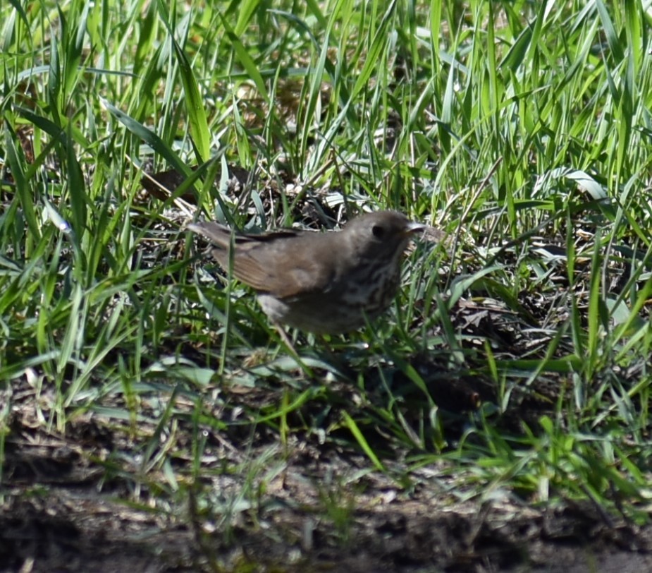 Gray-cheeked Thrush - Deb Muzzy