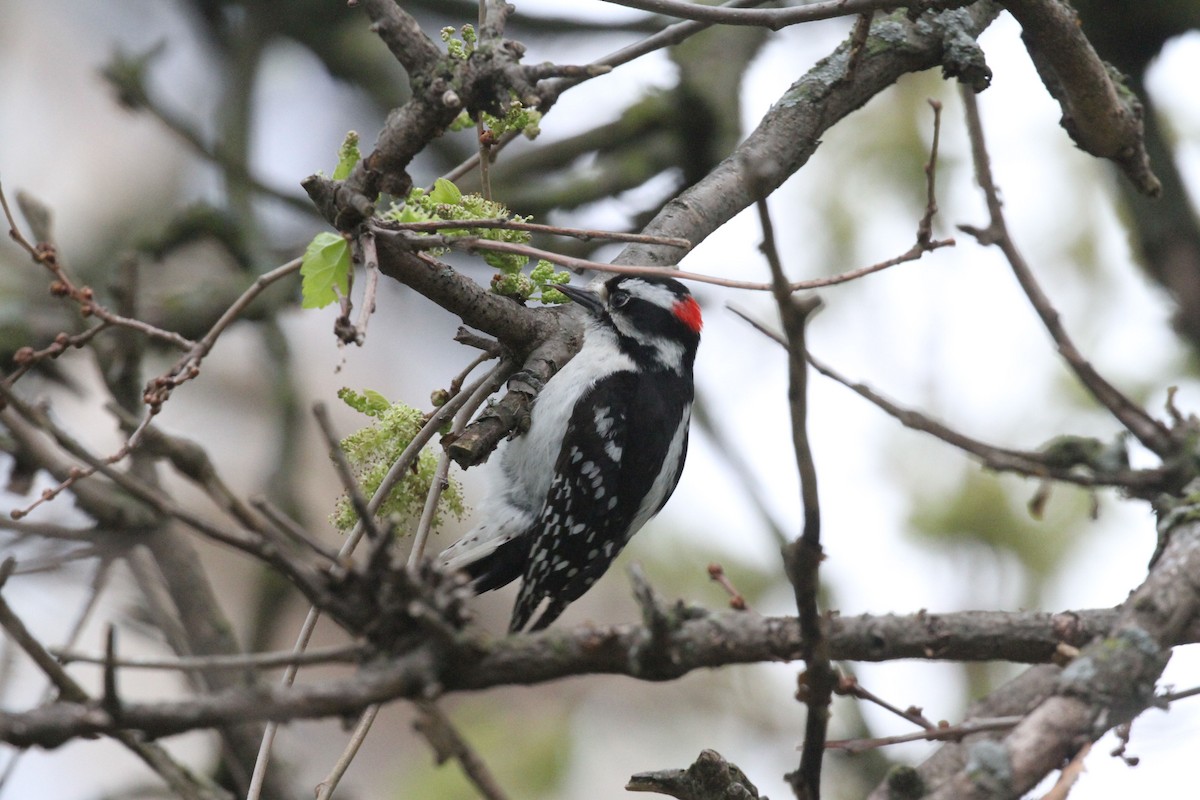 Downy Woodpecker - Geoffrey A. Williamson