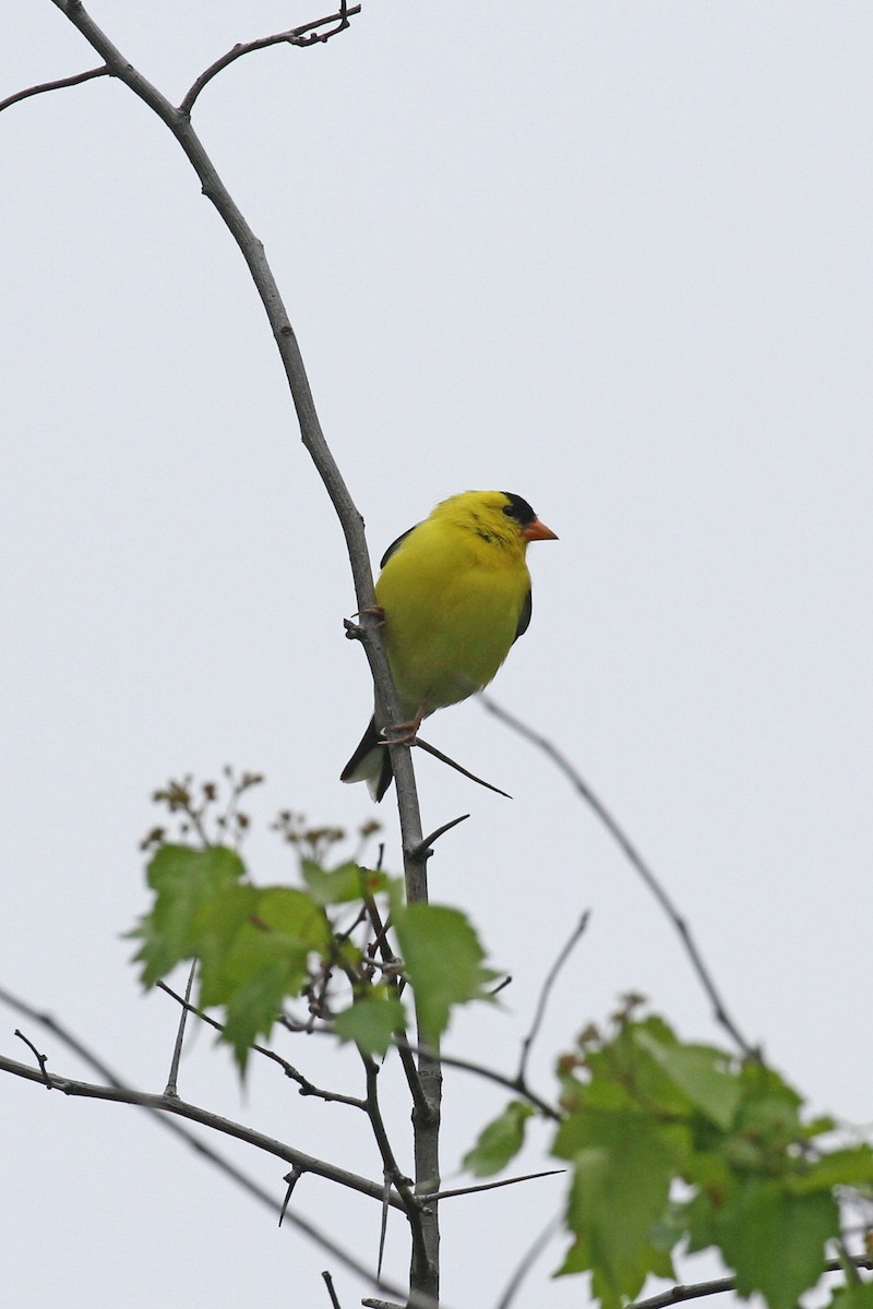 American Goldfinch - Geoffrey A. Williamson