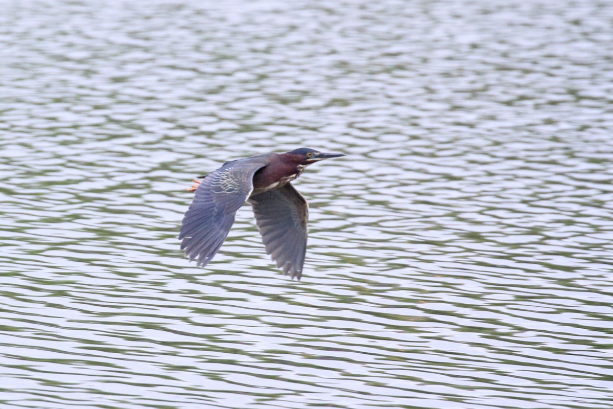 Green Heron - Geoffrey A. Williamson