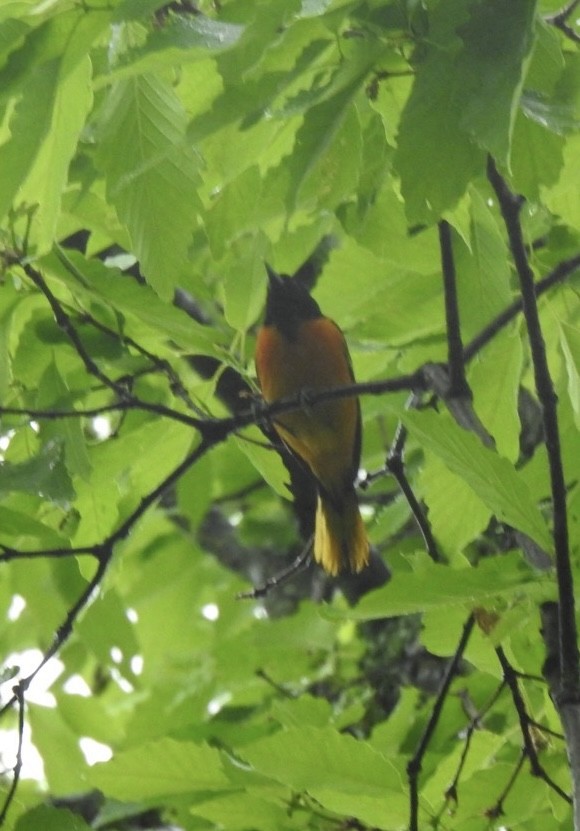 Oriole de Baltimore - ML618524550