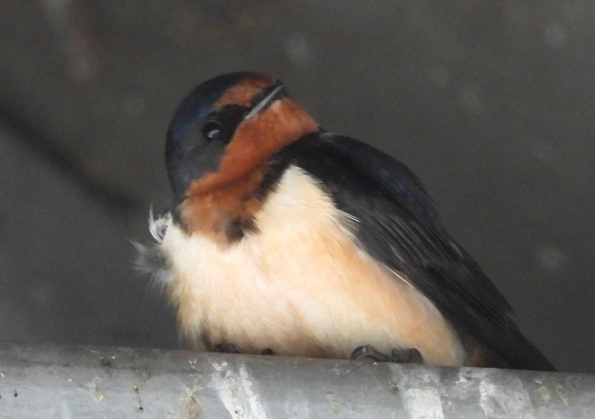 Barn Swallow - ML618524600