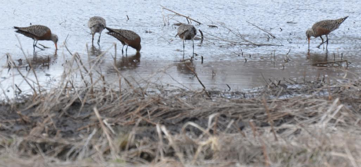 Hudsonian Godwit - ML618524613