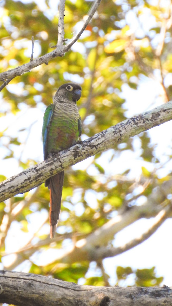 Green-cheeked Parakeet - Moroni - PassarinWeb