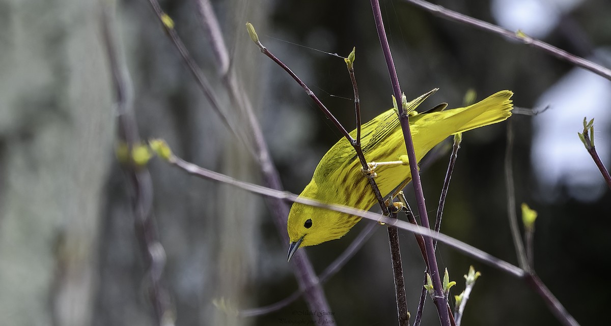 Yellow Warbler - ML618524661