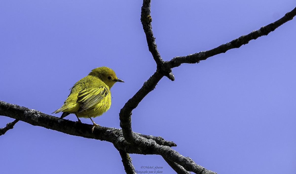 Yellow Warbler - ML618524662