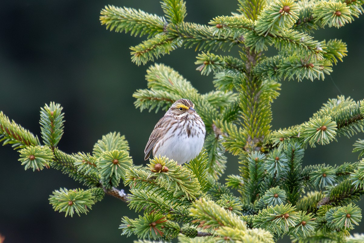 Savannah Sparrow - Robin Corcoran