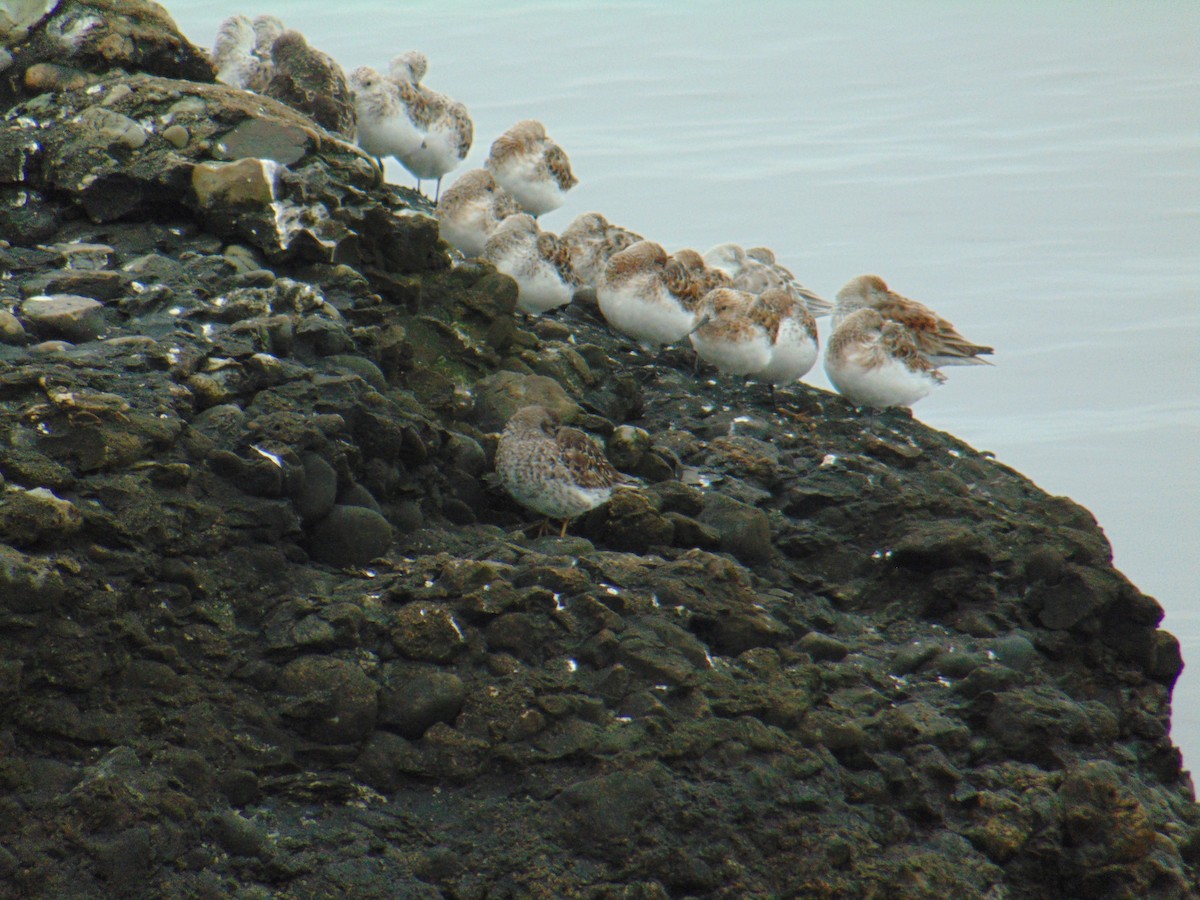 Purple Sandpiper - ML618524732