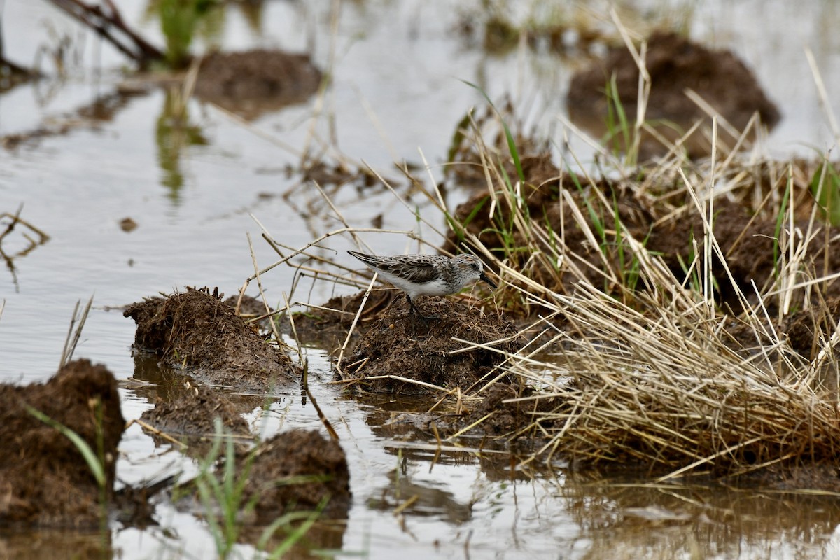 Semipalmated Sandpiper - ML618524748