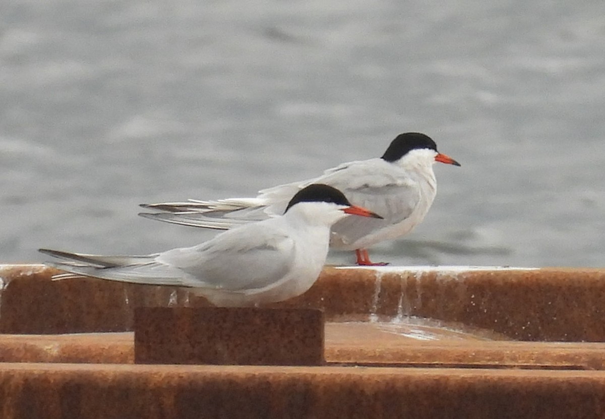 Common Tern - Joanne Muis Redwood